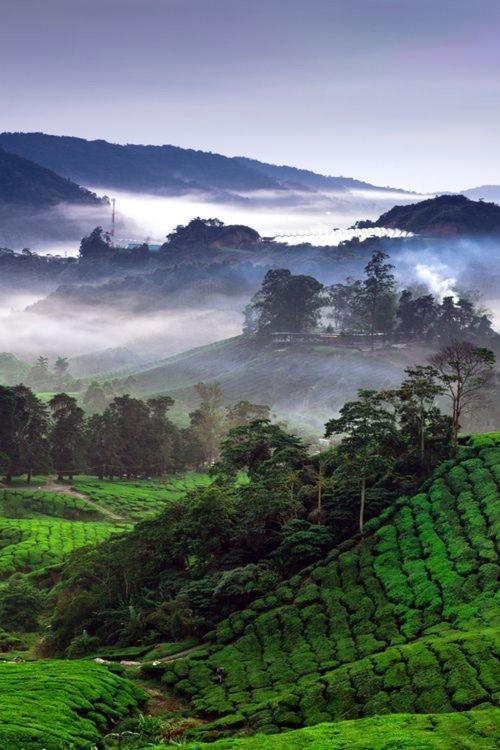 Ou Inn Cameron Highlands ,Ferm Nyonya Restaurant ตานาห์ราตา ภายนอก รูปภาพ